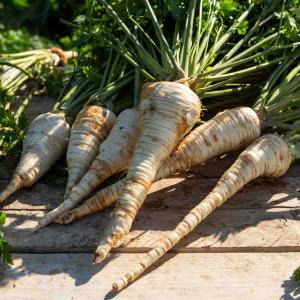 Persil Tubéreux Halblange - BIO